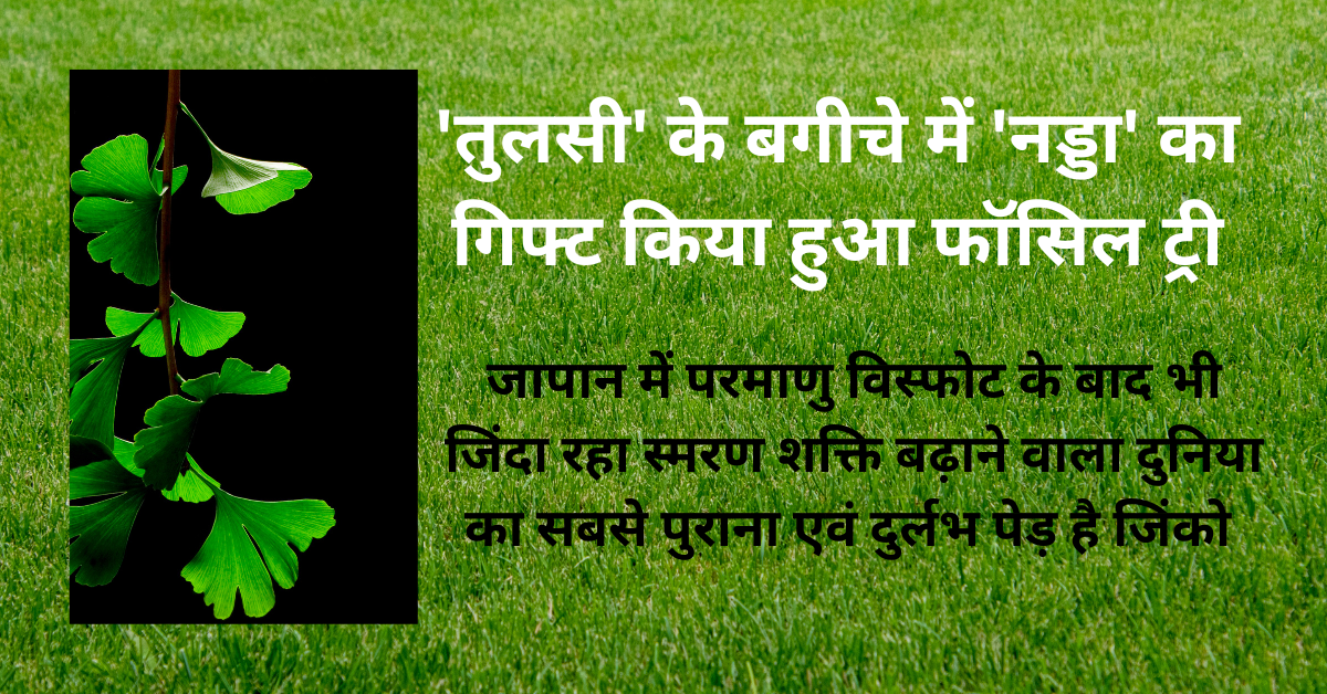 Ginkgo biloba ‘तुलसी’ के बगीचे में  गिफ्ट किया फॉसिल ट्री