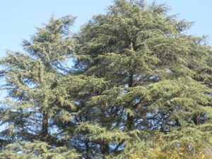 वासुकी नाग ने देव स्थल के समीप ही उगे Cedar of Kullu को उखाड़ कर उल्टा जमीन पर गाड़ दिया और कहा कि सुबह होने पर यह वृक्ष हरा होना चाहिए। ऐसा कहा जाता है कि सुबह हुई तो वृक्ष के जड़ में ही छोटी-छोटी टहनी उग आईं थीं। ऐसा चमत्कार करने पर दिव्य शक्ति परीक्षा में उतीर्ण हुई।