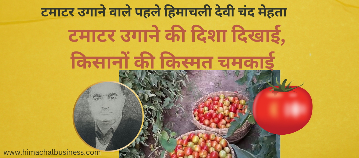 Tomato King टमाटर उगाने वाले पहले हिमाचली देवी चंद मेहता