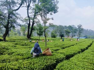 लंदन तथा एम्सटर्डम में Kangra Tea ने अपनी गुणवत्ता के दम पर कभी सोने और चांदी के तमगे जीते थे।