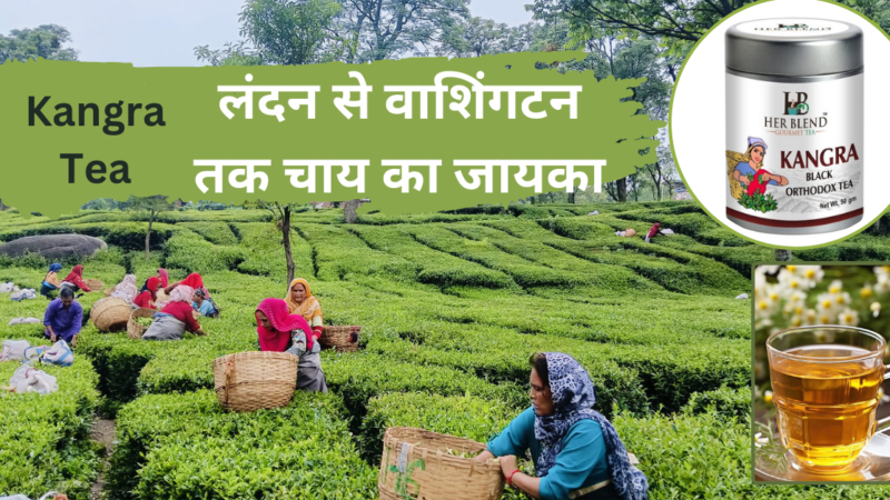 Kangra Tea : लंदन से वाशिंगटन तक चाय का जायका