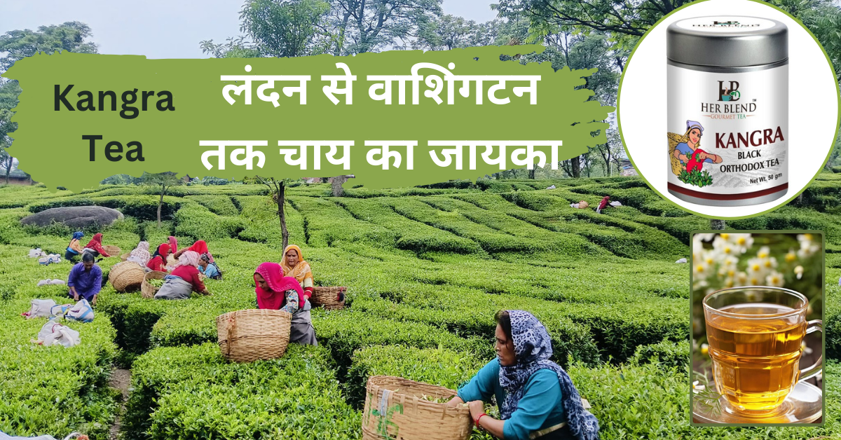 Kangra Tea : लंदन से वाशिंगटन तक चाय का जायका