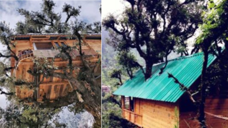 Tree House :  पैसे पेड़ों पर उगते हैं भाई!