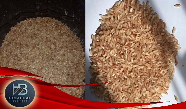 जिस चावल का रंग लाल, किसानों की कर रहा मालोमाल
