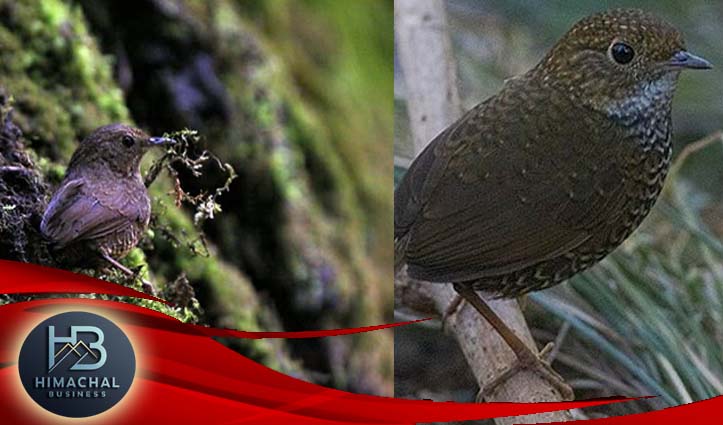 मनाली आए और बिना पूंछ वाले नन्हें परिंदे से नहीं मिले तो आना बेकार, हिमालय की झाड़ियों में मस्त रहने वाला ‘स्केली-ब्रेस्टेड कपविंग’