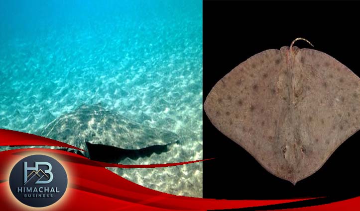 5 करोड़ साल पहले सुबाथु में तैरती थीं तितलियों जैसी 13 फीट चौड़ी पंखों वाली मछलियां